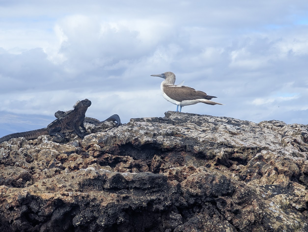 blue footed boobie and iguana