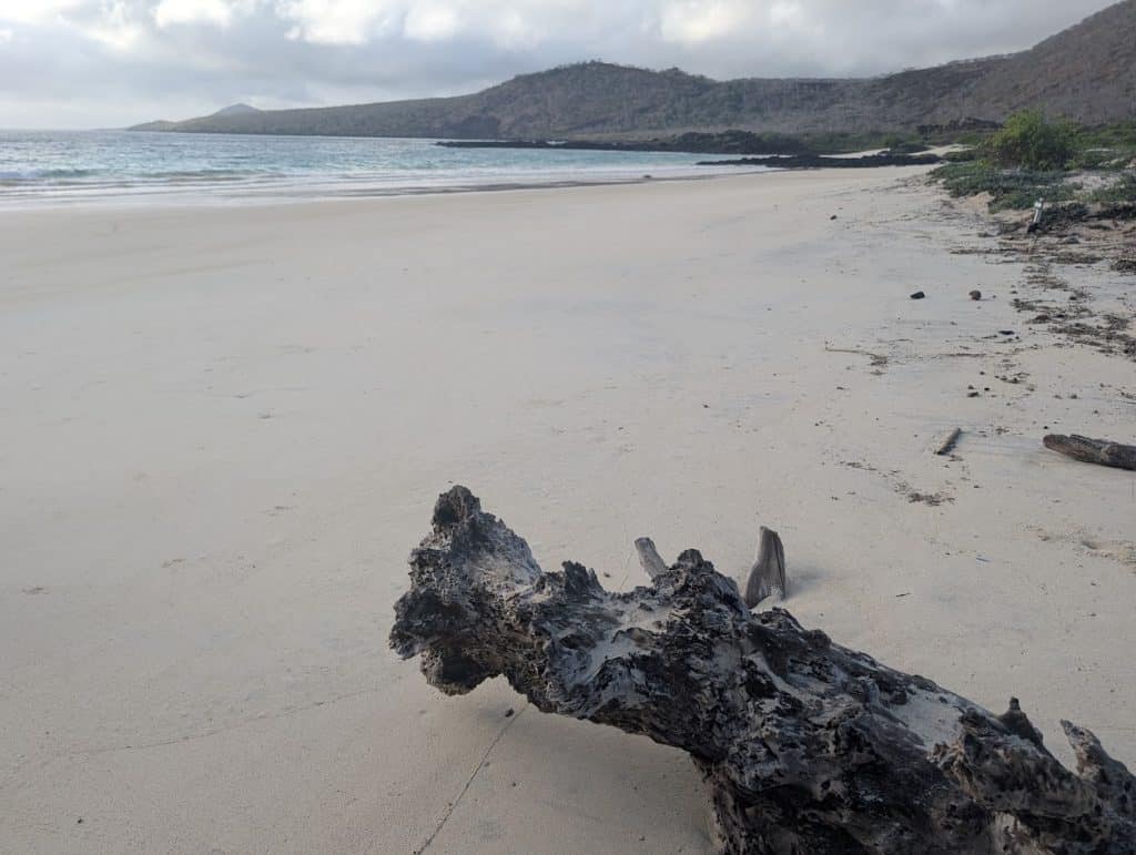 celebrity flora cormorant beach white sand and log