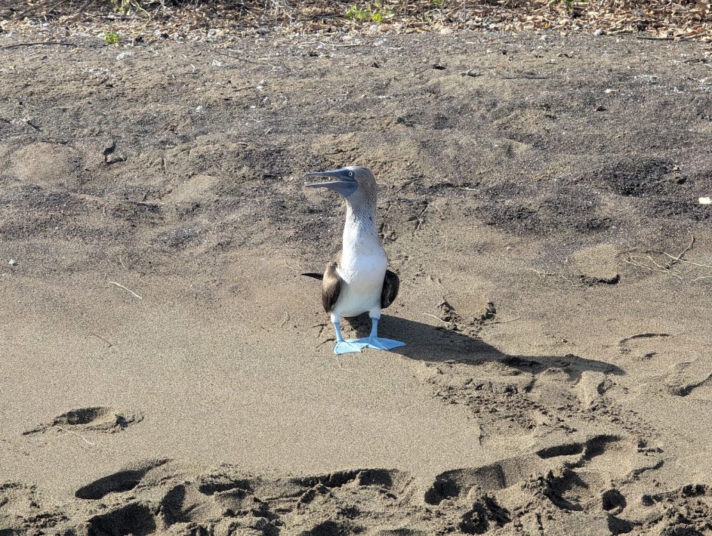 blue-footed booby