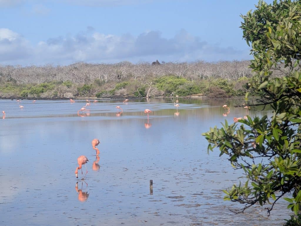 galapagos flamingos in water