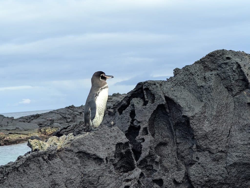 small penguin on black rocks