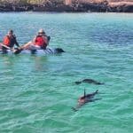 kayakers with sea lions in galapagos