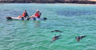 kayakers with sea lions in galapagos