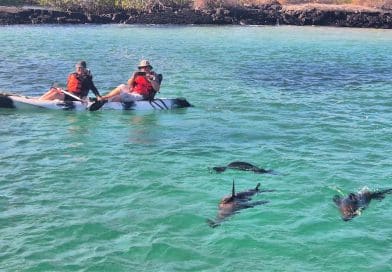 kayakers with sea lions in galapagos