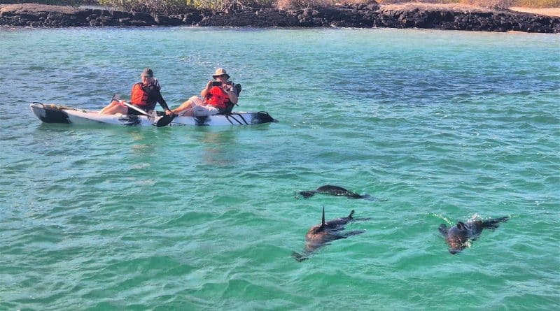 kayakers with sea lions in galapagos