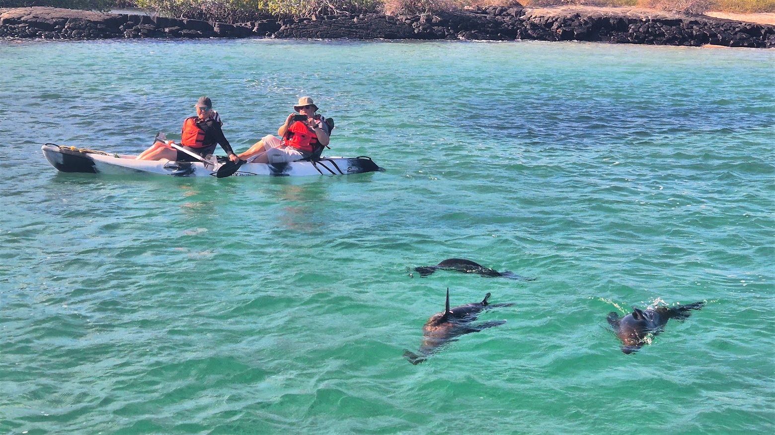 kayakers with sea lions in galapagos