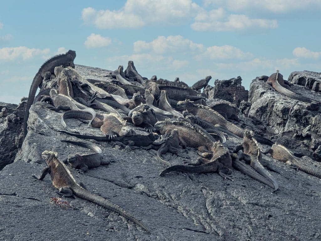 marine iguanas at isabela island