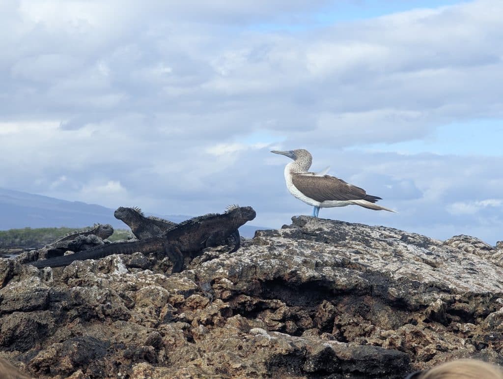 blue footed boobie and iguanas on isabela island
