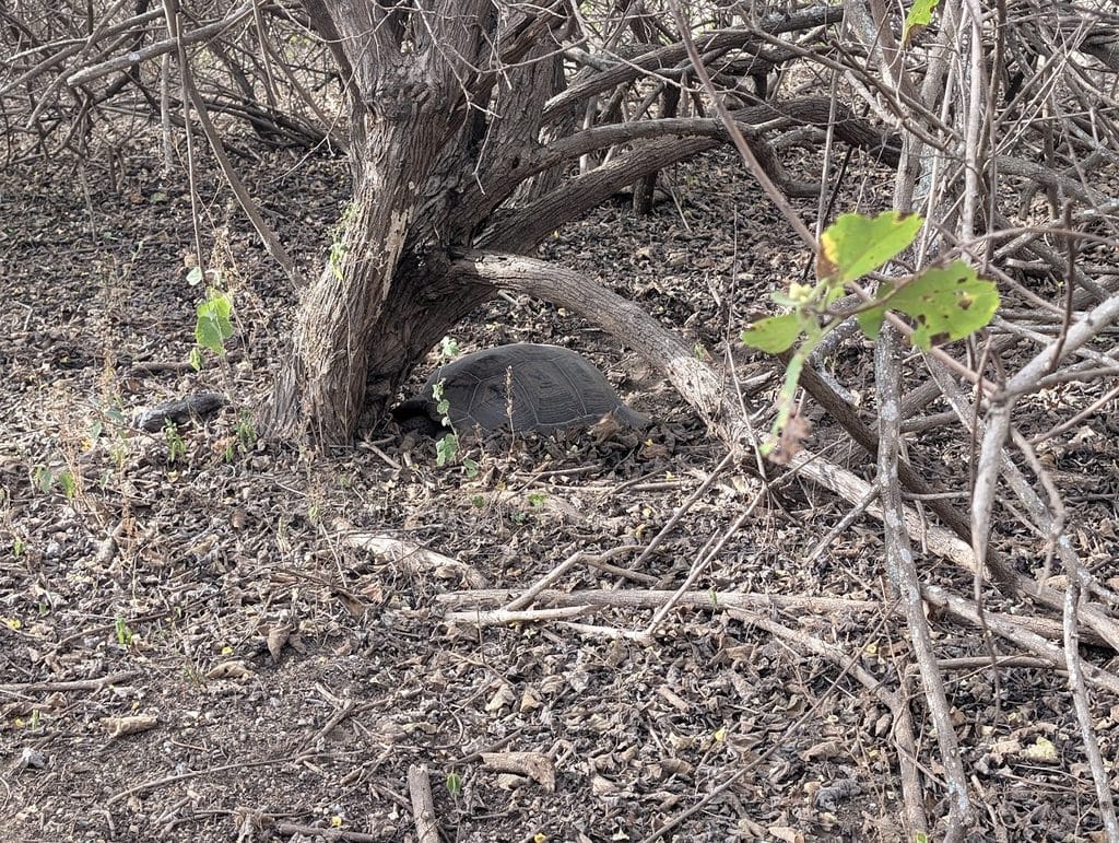 tortoise by trees on urbina bay