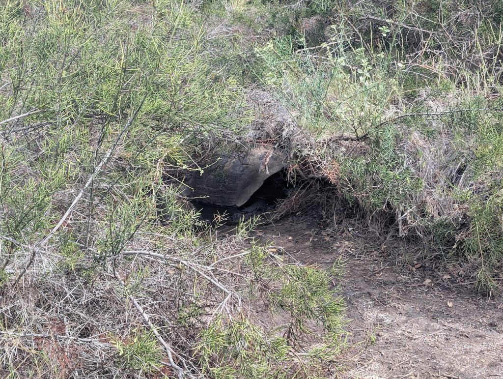 tortoise in brush on ubrina bay island