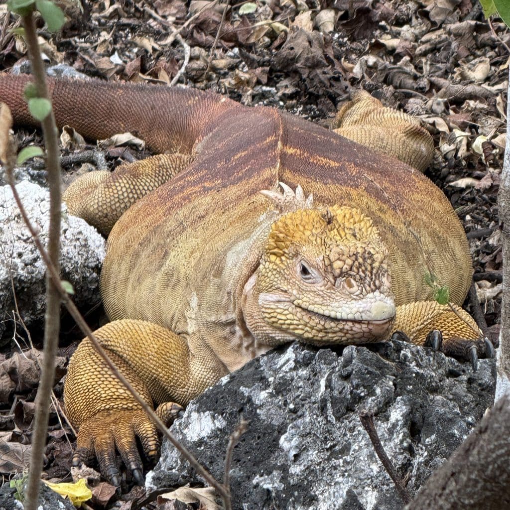 land iguanas on urbina bay