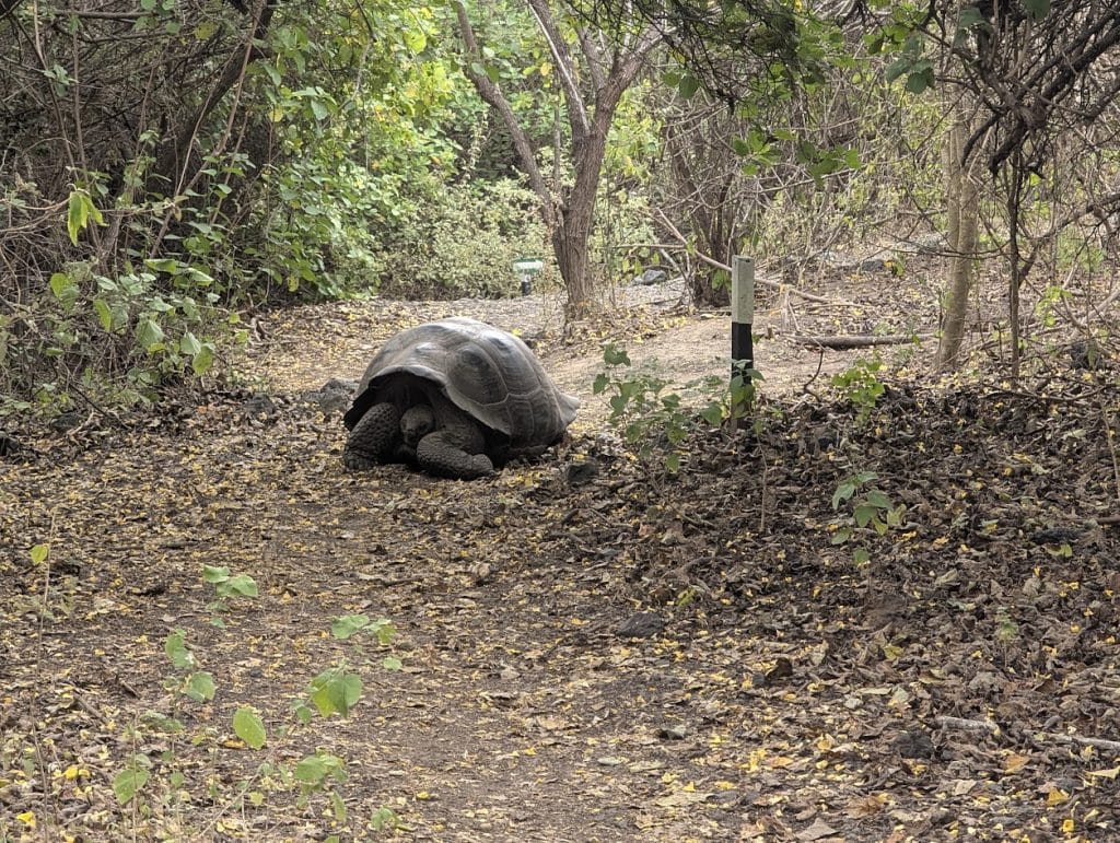 tortoise on path in urbina bay